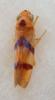 Sailerana solitaris